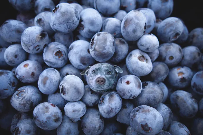 Instagram Account Photoshops Dogs Into Food And It's Hilariously Weird (90 Pics)