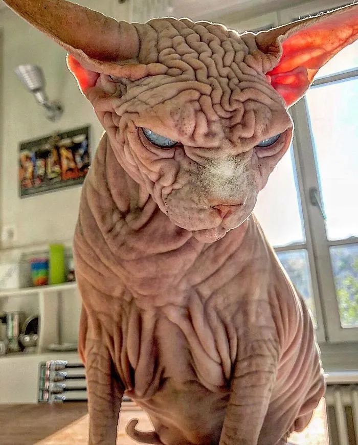 This Extra-Wrinkly Evil-Looking Cat Is Actually Very Lovely (30 Pics)