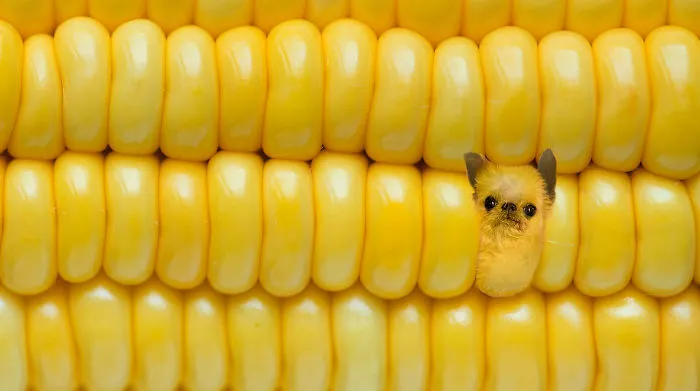 Instagram Account Photoshops Dogs Into Food And It's Hilariously Weird (90 Pics)