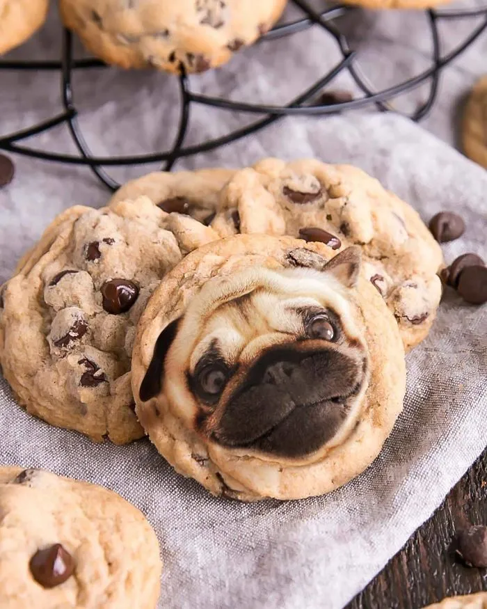 Instagram Account Photoshops Dogs Into Food And It's Hilariously Weird (90 Pics)