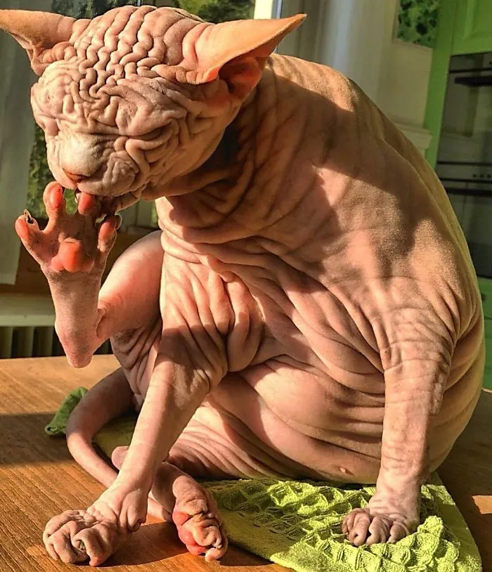 This Extra-Wrinkly Evil-Looking Cat Is Actually Very Lovely (30 Pics)