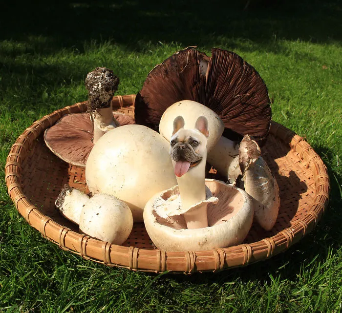 Instagram Account Photoshops Dogs Into Food And It's Hilariously Weird (90 Pics)