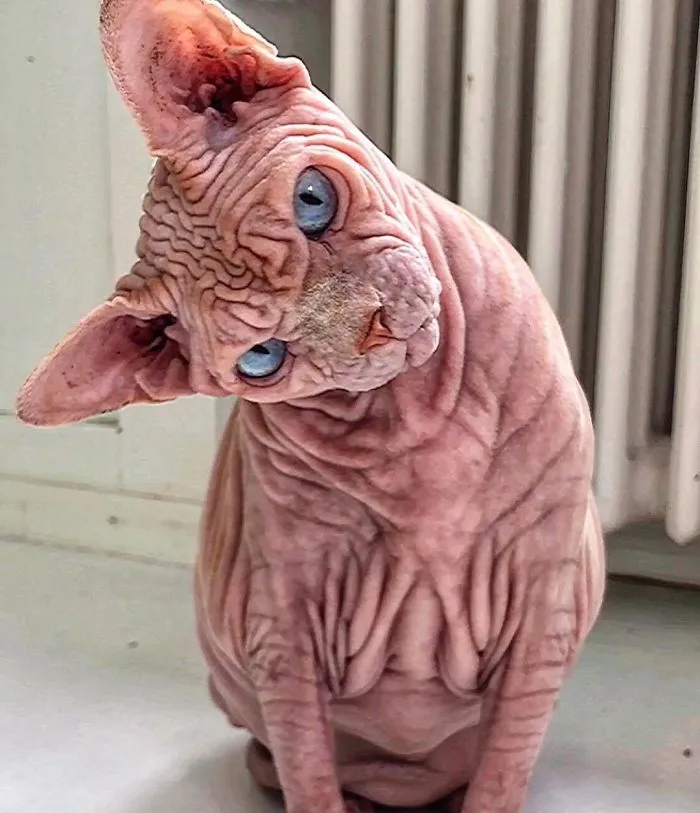 This Extra-Wrinkly Evil-Looking Cat Is Actually Very Lovely (30 Pics)
