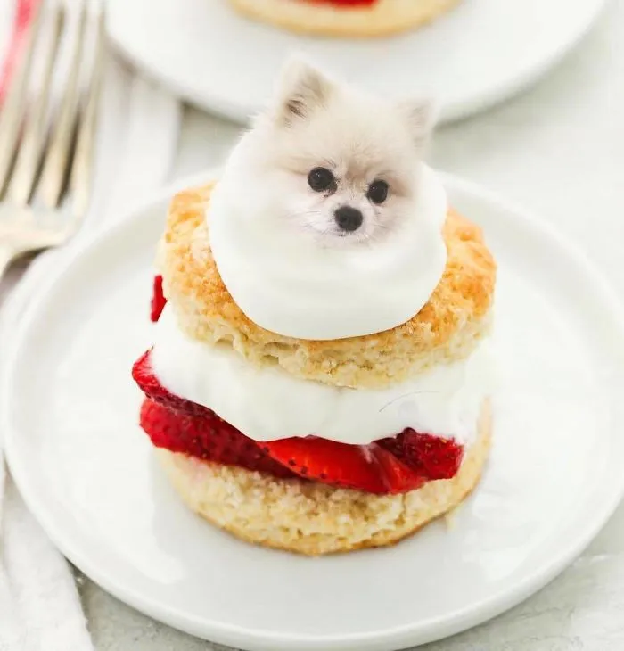 Instagram Account Photoshops Dogs Into Food And It's Hilariously Weird (90 Pics)