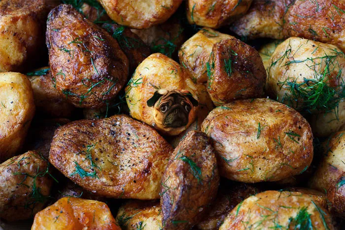 Instagram Account Photoshops Dogs Into Food And It's Hilariously Weird (90 Pics)