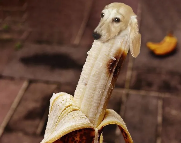 Instagram Account Photoshops Dogs Into Food And It's Hilariously Weird (90 Pics)