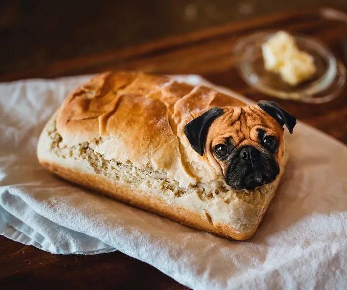 Instagram Account Photoshops Dogs Into Food And It's Hilariously Weird (90 Pics)