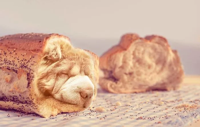 Instagram Account Photoshops Dogs Into Food And It's Hilariously Weird (90 Pics)