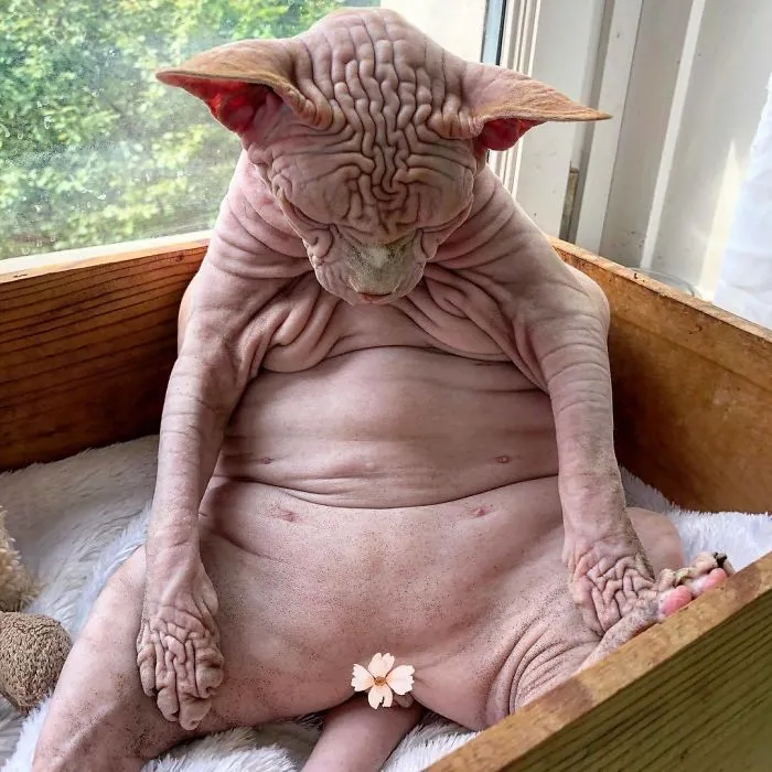 This Extra-Wrinkly Evil-Looking Cat Is Actually Very Lovely (30 Pics)