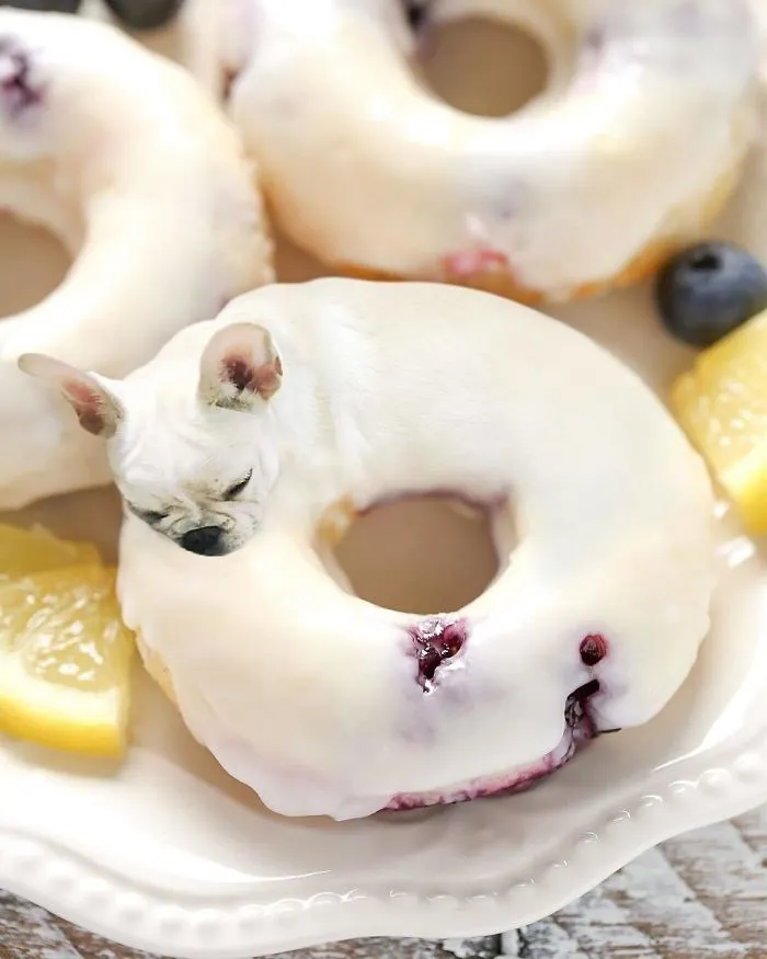 Instagram Account Photoshops Dogs Into Food And It's Hilariously Weird (90 Pics)