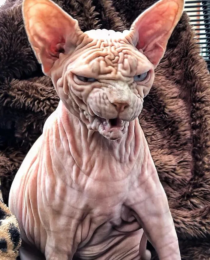 This Extra-Wrinkly Evil-Looking Cat Is Actually Very Lovely (30 Pics)