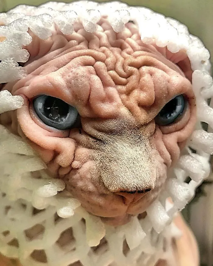 This Extra-Wrinkly Evil-Looking Cat Is Actually Very Lovely (30 Pics)