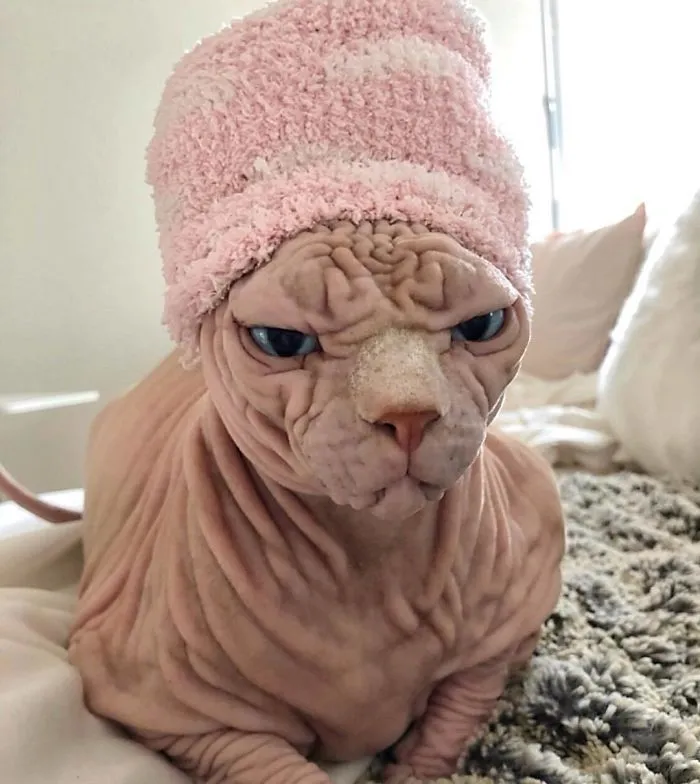 This Extra-Wrinkly Evil-Looking Cat Is Actually Very Lovely (30 Pics)