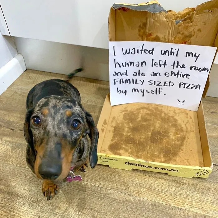 Esperé a que mi humano saliera de la habitación y me comí entera una PIZZA FAMILIAR, yo solito