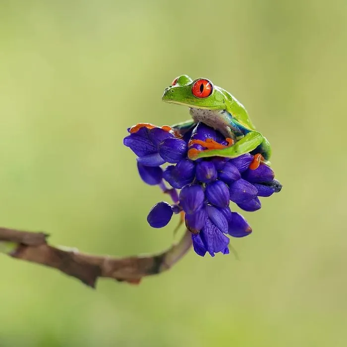 Red Eyed Tree Frog