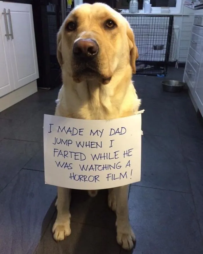 He Even Looks Proud