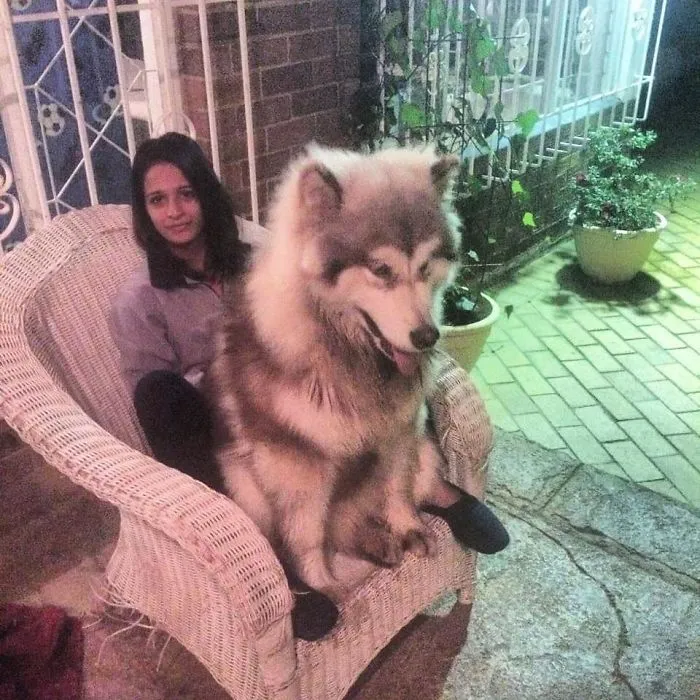 Esta ha sido su silla desde pequeño