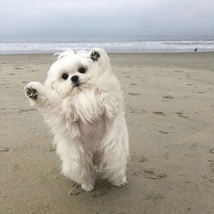 This Is Coco And She Really Likes To Stand On Her Back Feet (25 Pics)