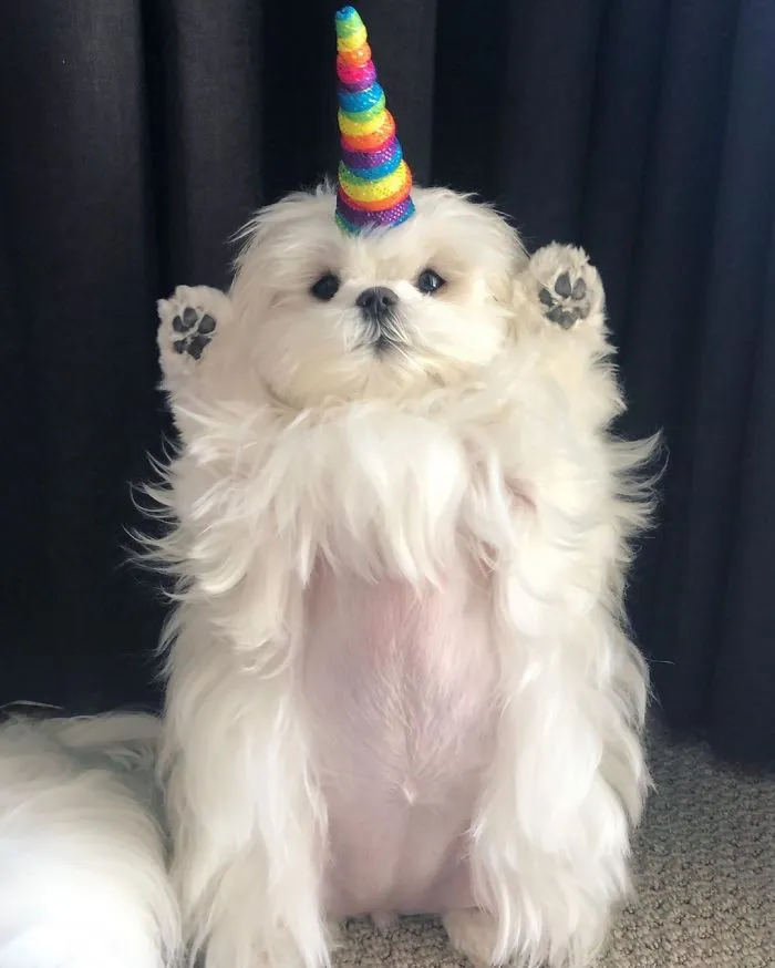 This Is Coco And She Really Likes To Stand On Her Back Feet (25 Pics)