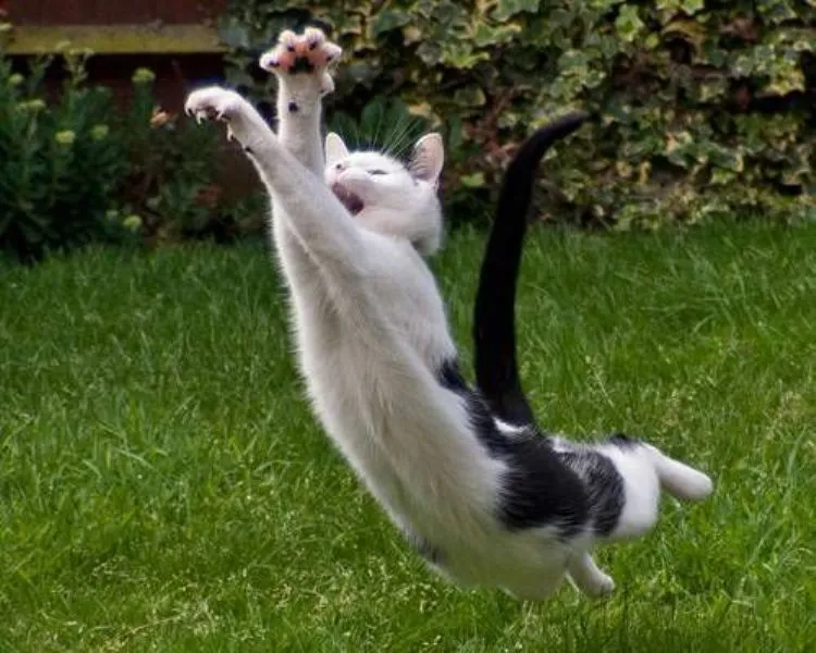 Cats Caught In Amazing Twisted Positions While Jumping.
