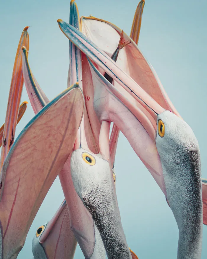 "Pesc-Y Pelicans" By Chris Beadle, Finalist