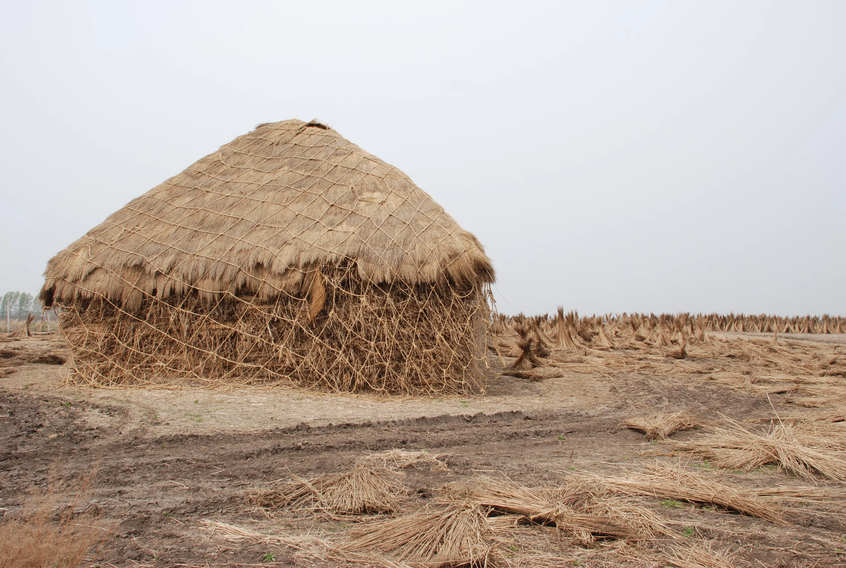 Plastics, Fossil Fuels, And Fast Fashion Are Damaging Our Environment.. But There Is One Super Plant That Could Hold The Solution ...