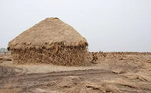 Plastics, Fossil Fuels, And Fast Fashion Are Damaging Our Environment.. But There Is One Super Plant That Could Hold The Solution ...