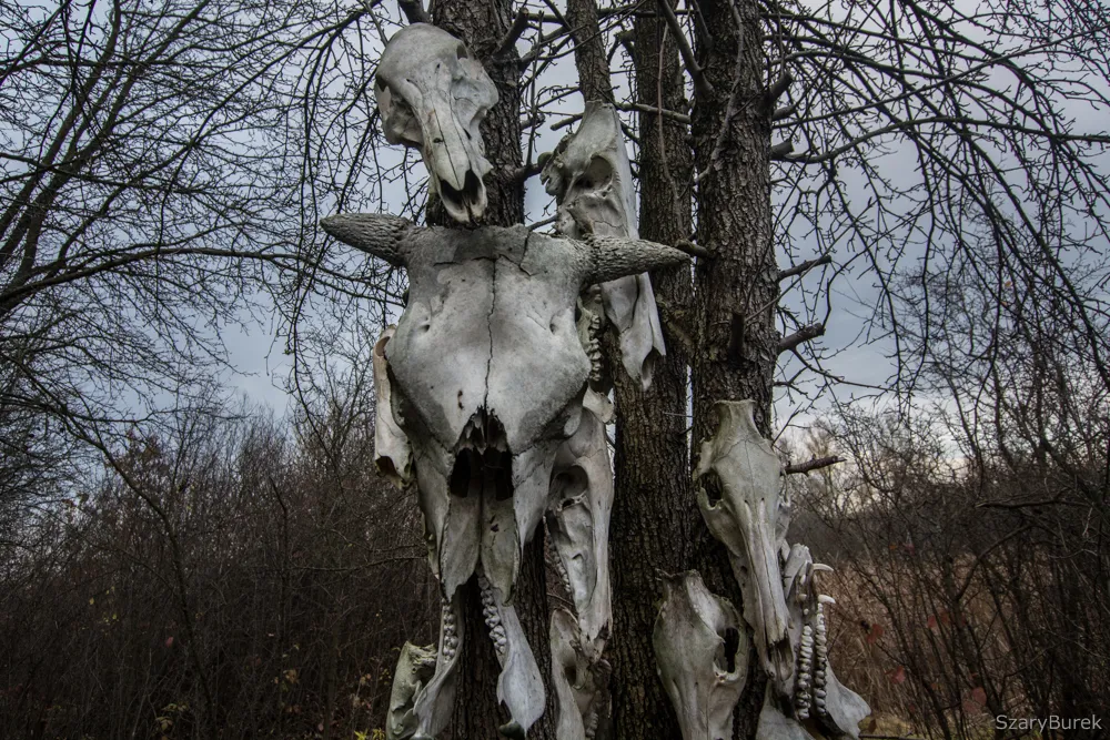 A Totem Of Animal Skulls
