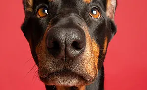My 34 Photos Of Dogs That I Wanted To Share To Cheer You Up During These Hard Times
