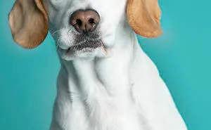 My 34 Photos Of Dogs That I Wanted To Share To Cheer You Up During These Hard Times
