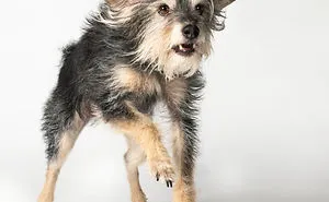 My 34 Photos Of Dogs That I Wanted To Share To Cheer You Up During These Hard Times