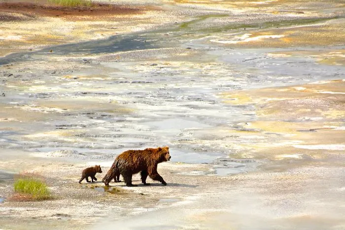 Family Walk