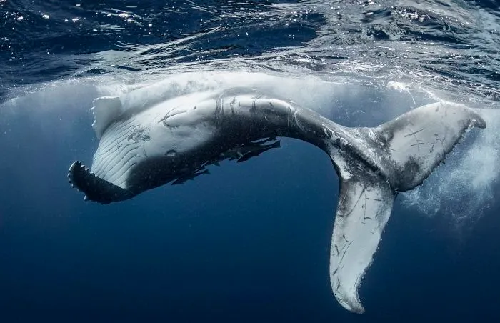 Humpback Whale