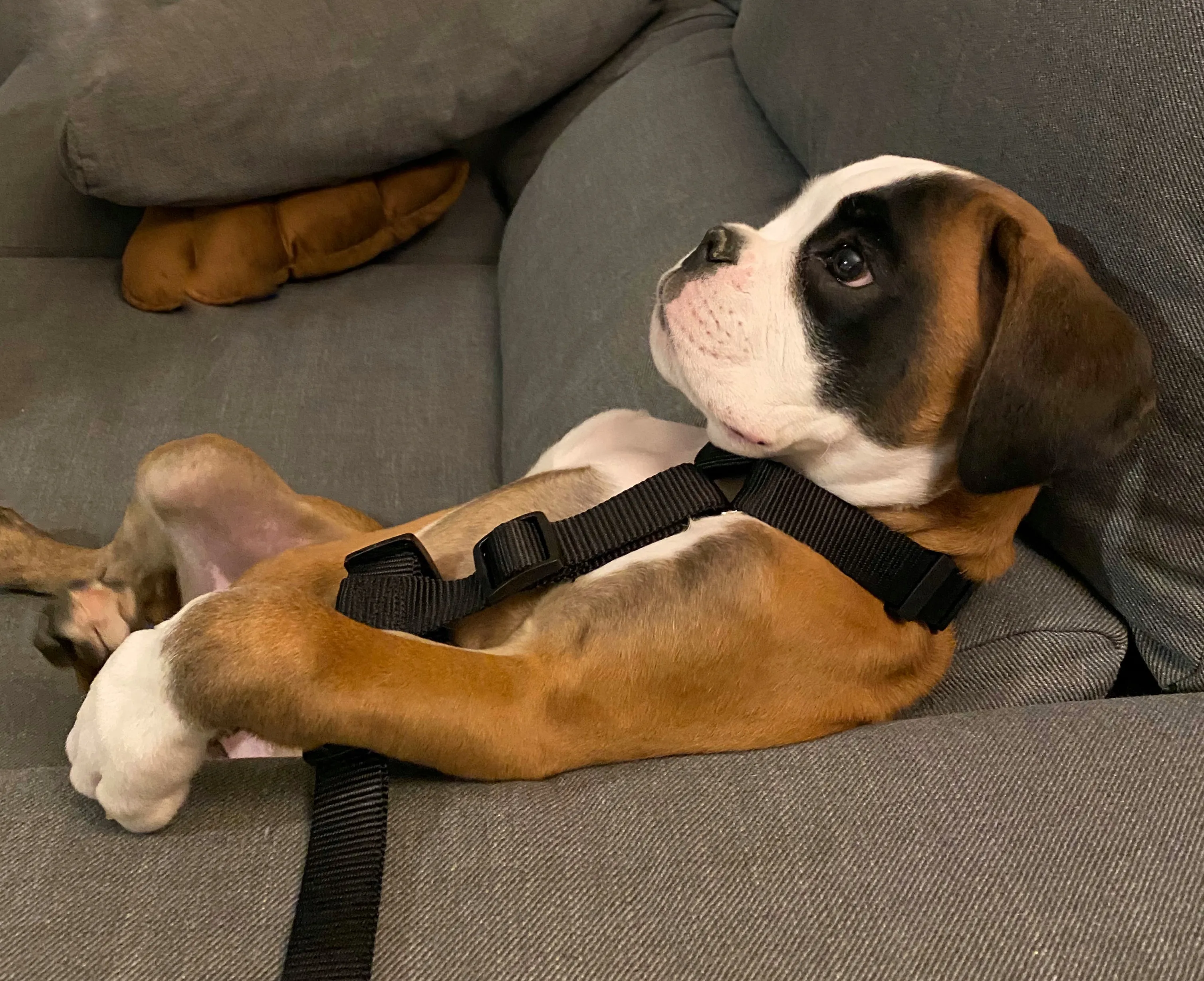 Bobby From The Bin, A Puppy In Quarantine