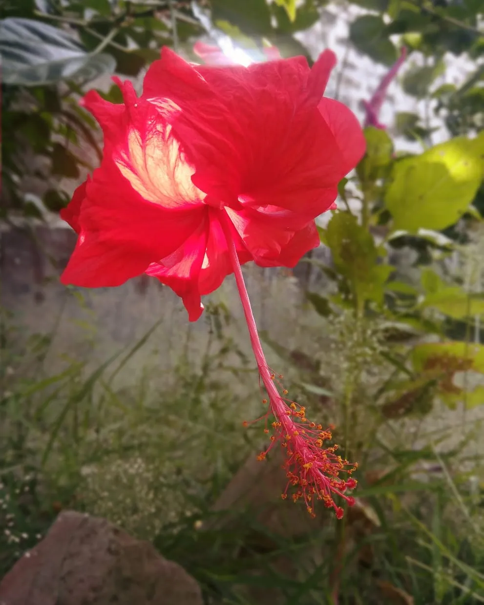 Flowers On The Way....
