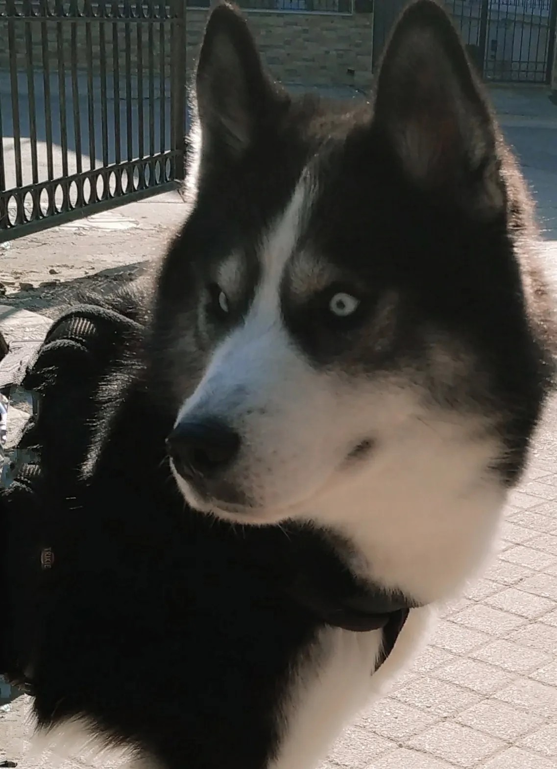 The Cleverest Dog