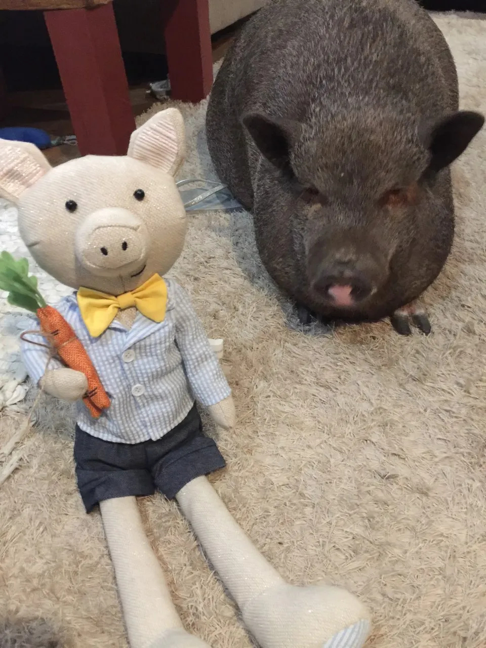 Dudley And Stewart (Aka Ernie The Rabbit)