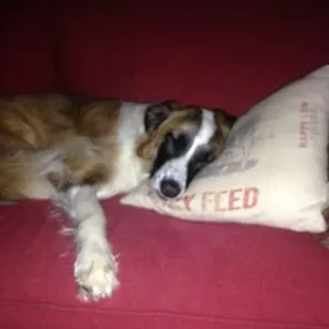 Doggo Georgia