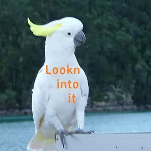 Lookn into it