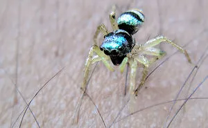 #banded_phintella🕷️(Jumping Spider)🕷️
