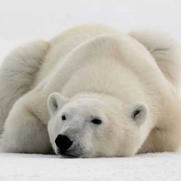 Looking For A Big White Bear