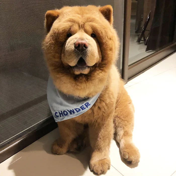 Meet Chowder, The Chow Chow That Looks Like A Giant Teddy Bear (30 Pics)