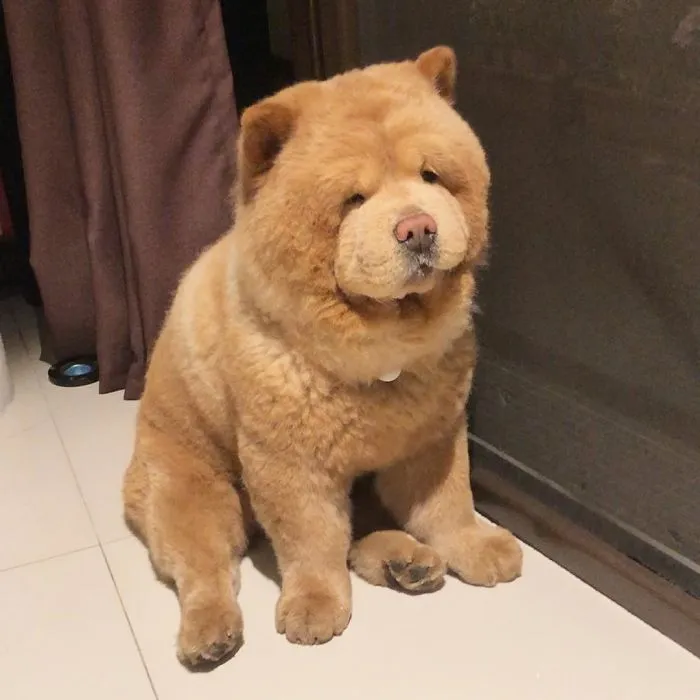 Meet Chowder, The Chow Chow That Looks Like A Giant Teddy Bear (30 Pics)