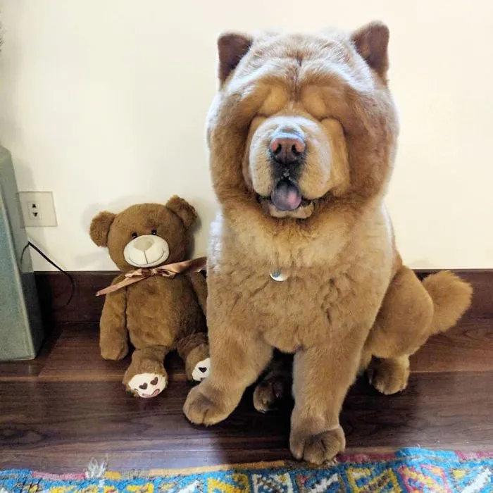 Meet Chowder, The Chow Chow That Looks Like A Giant Teddy Bear (30 Pics)