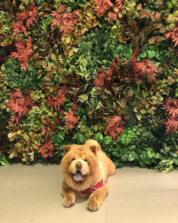 Meet Chowder, The Chow Chow That Looks Like A Giant Teddy Bear (30 Pics)