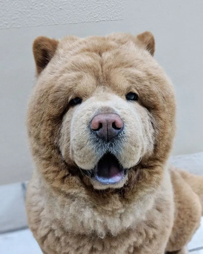 Meet Chowder, The Chow Chow That Looks Like A Giant Teddy Bear (30 Pics)