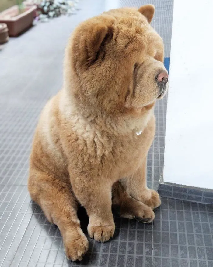 Meet Chowder, The Chow Chow That Looks Like A Giant Teddy Bear (30 Pics)