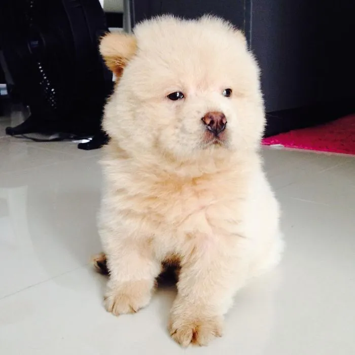 Meet Chowder, The Chow Chow That Looks Like A Giant Teddy Bear (30 Pics)