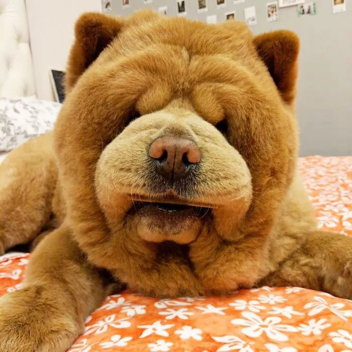 Meet Chowder, The Chow Chow That Looks Like A Giant Teddy Bear (30 Pics)