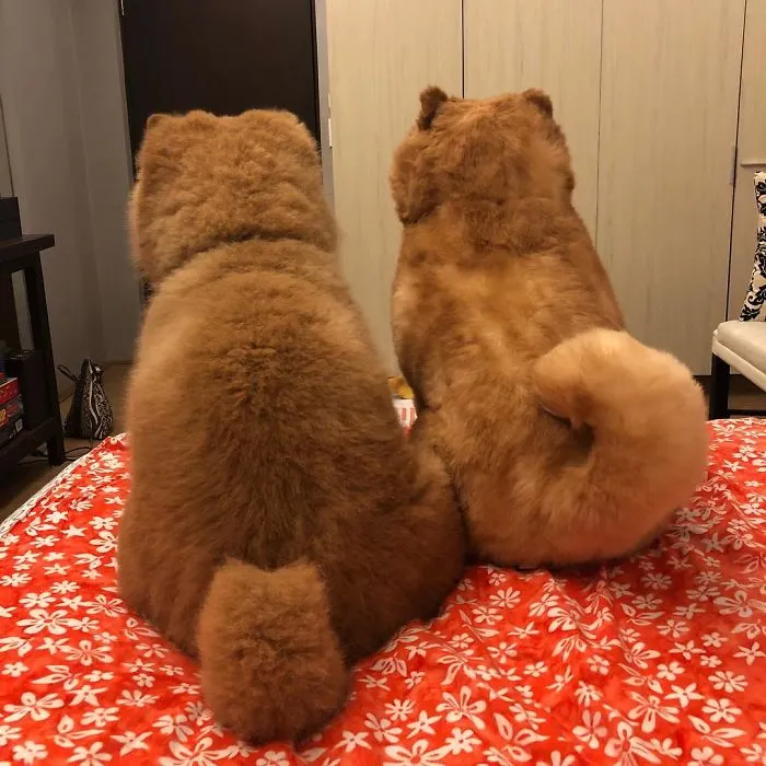 Meet Chowder, The Chow Chow That Looks Like A Giant Teddy Bear (30 Pics)